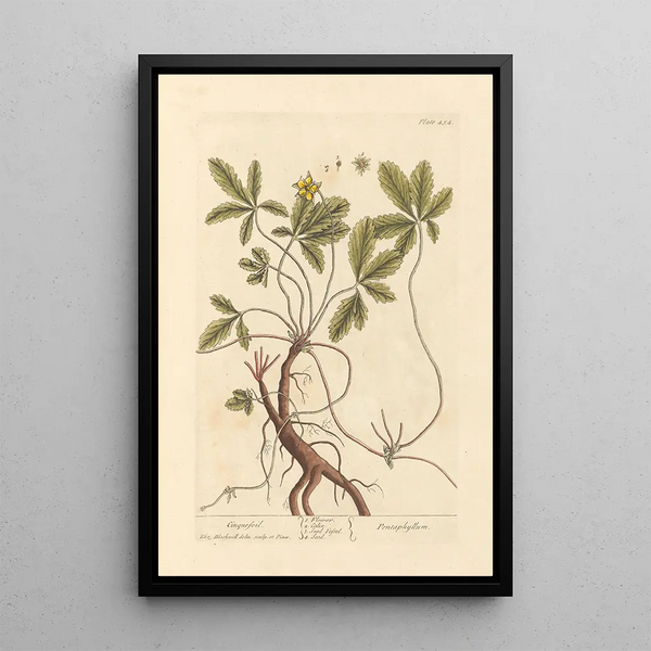 Potentilla - Elizabeth Blackwell — oprawiony obraz na ścianie