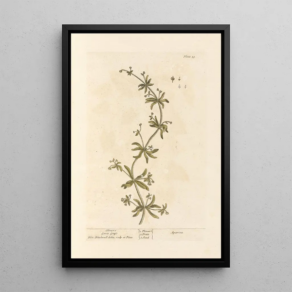Gaillet gratteron - Elizabeth Blackwell — oprawiony obraz na ścianie
