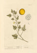 Coloquinte - Elizabeth Blackwell — widok dzieła