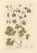 Ancolia - Elizabeth Blackwell — widok dzieła