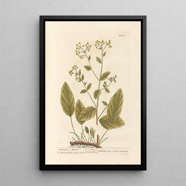 Herbe Sainte ou Costus - Elizabeth Blackwell — oprawiony obraz na ścianie