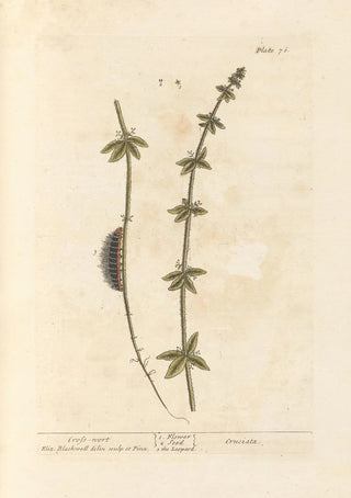 Elizabeth Blackwell - Crosswort.webp
