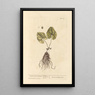 Elizabeth Blackwell - Cyclamenleaved asarum.webp