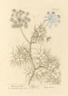 Marchewka z Krety - Elizabeth Blackwell — widok dzieła