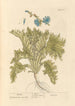 Endive - Elizabeth Blackwell — widok dzieła