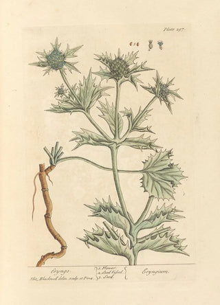 Elizabeth Blackwell - Eryngo.webp