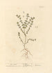 Euphraise - Elizabeth Blackwell — widok dzieła