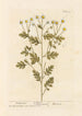 Fougère à Plumes - Elizabeth Blackwell — widok dzieła