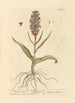 Satyra Kobieca - Elizabeth Blackwell — widok dzieła