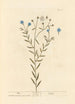 Lin - Elizabeth Blackwell — widok dzieła