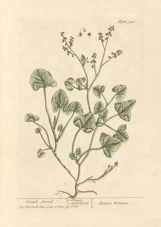 Elizabeth Blackwell - French sorrel.webp