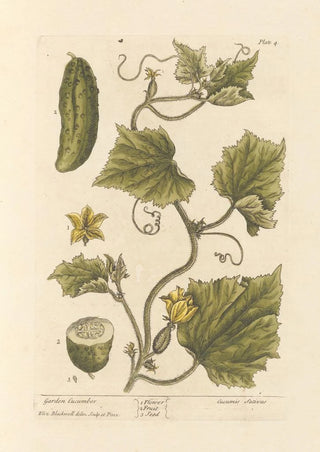 Elizabeth Blackwell - Garden cucumber.webp
