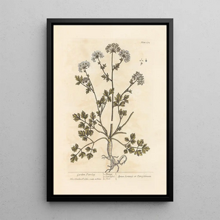 Elizabeth Blackwell - Garden parsley.webp