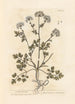 Persil de jardin - Elizabeth Blackwell — widok dzieła