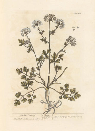 Elizabeth Blackwell - Garden parsley.webp