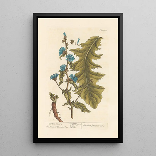 Elizabeth Blackwell - Garden succory.webp