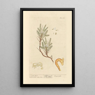 Elizabeth Blackwell - Goatsthorn.webp