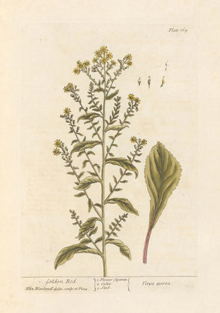 Elizabeth Blackwell - Golden rod.webp