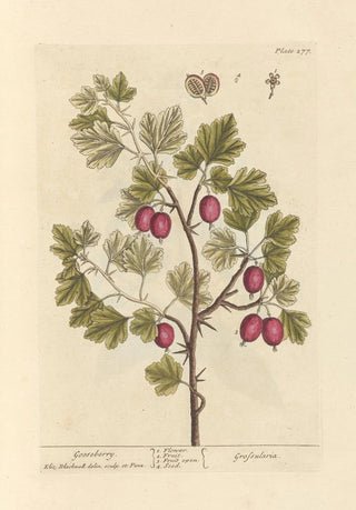 Elizabeth Blackwell - Gooseberry.webp