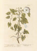 Liseron des haies - Elizabeth Blackwell — widok dzieła