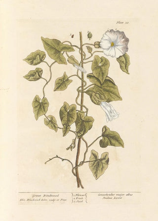 Elizabeth Blackwell - Great bindweed.webp