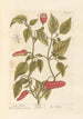 Poivre de Guinée - Elizabeth Blackwell — widok dzieła