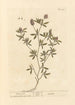 Pied de lièvre - Elizabeth Blackwell — widok dzieła