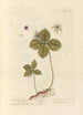 Parisette - Elizabeth Blackwell — widok dzieła