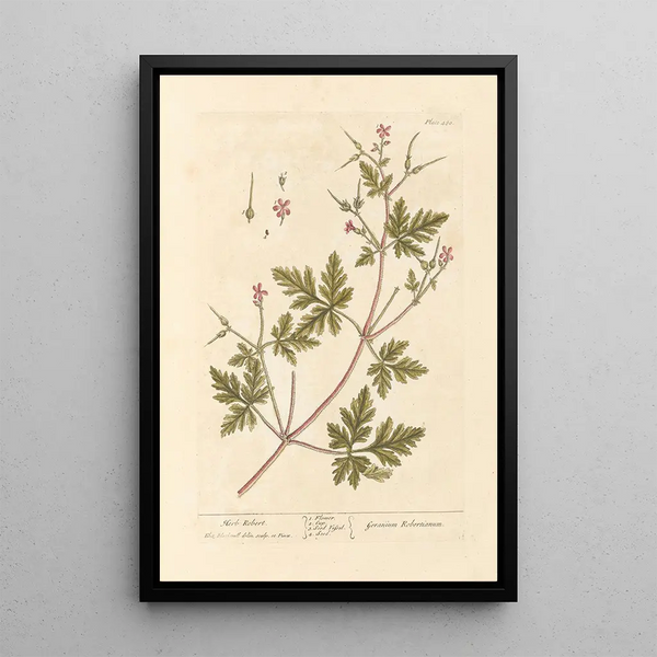 Geranium Herbe-à-Robert - Elizabeth Blackwell — oprawiony obraz na ścianie