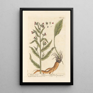 Elizabeth Blackwell - Houndstongue.webp