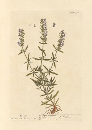 Elizabeth Blackwell - Hyssop.webp