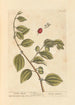 Pommes d'Inde - Elizabeth Blackwell — widok dzieła