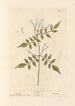 Jasmin - Elizabeth Blackwell — widok dzieła