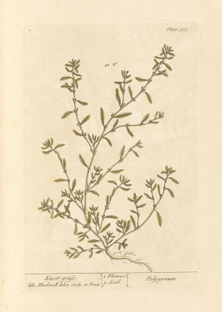 Elizabeth Blackwell - Knot grass.webp