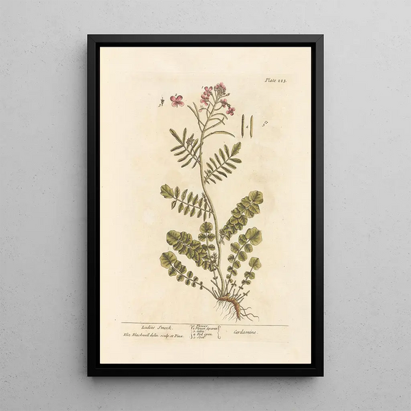 Cardamine des prés - Elizabeth Blackwell — oprawiony obraz na ścianie