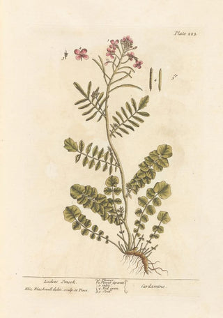 Elizabeth Blackwell - Ladies smock.webp