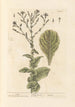 Sałata - Elizabeth Blackwell — widok dzieła
