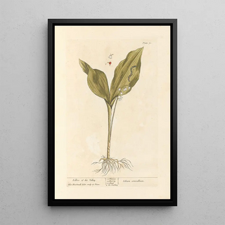 Elizabeth Blackwell - Lillies of the valley.webp