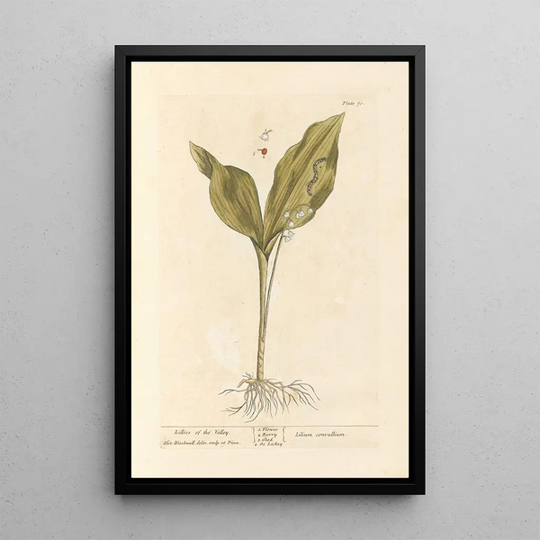 Muguet - Elizabeth Blackwell — oprawiony obraz na ścianie