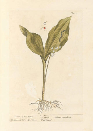 Elizabeth Blackwell - Lillies of the valley.webp