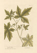 Copalme - Elizabeth Blackwell — widok dzieła