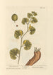 długiej aristoloche - Elizabeth Blackwell — widok dzieła