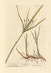 Souchet długi - Elizabeth Blackwell — widok dzieła