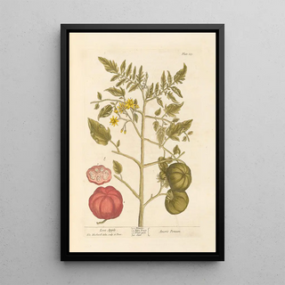 Elizabeth Blackwell - Love apple.webp