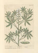 Lupin - Elizabeth Blackwell — widok dzieła