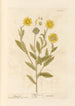 Souci - Elizabeth Blackwell — widok dzieła