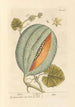 Melon - Elizabeth Blackwell — widok dzieła