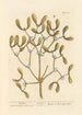 Gui - Elizabeth Blackwell — widok dzieła