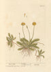 Ucho myszy - Elizabeth Blackwell — widok dzieła