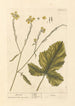 Moutarde - Elizabeth Blackwell — widok dzieła